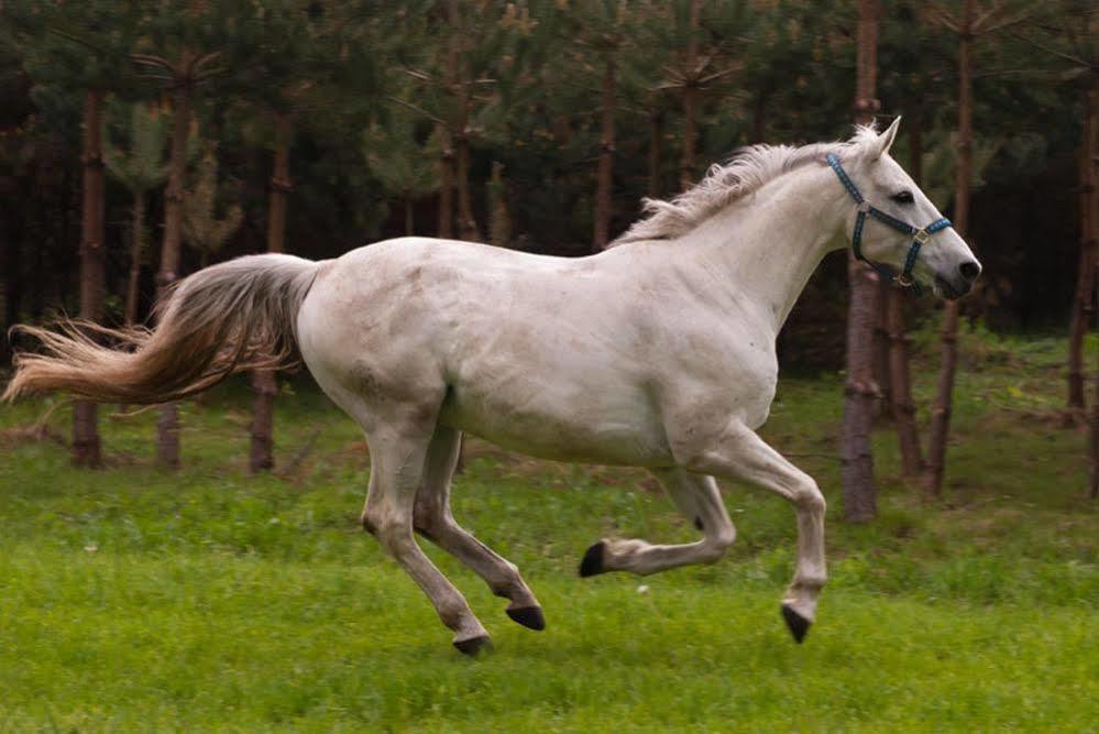 Noce I Dnie Postołowo Exterior foto